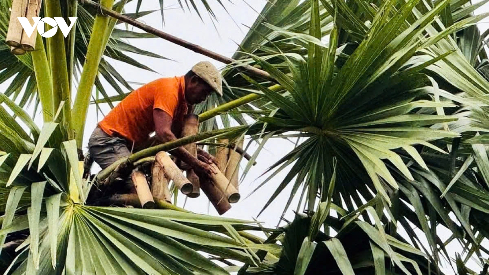 The hard life of toddy palm sugar makers in southern Vietnam